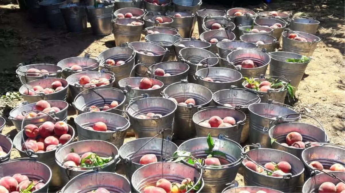 Aydın\'da Proje Bahçelerinde Şeftali Hasadı Başladı