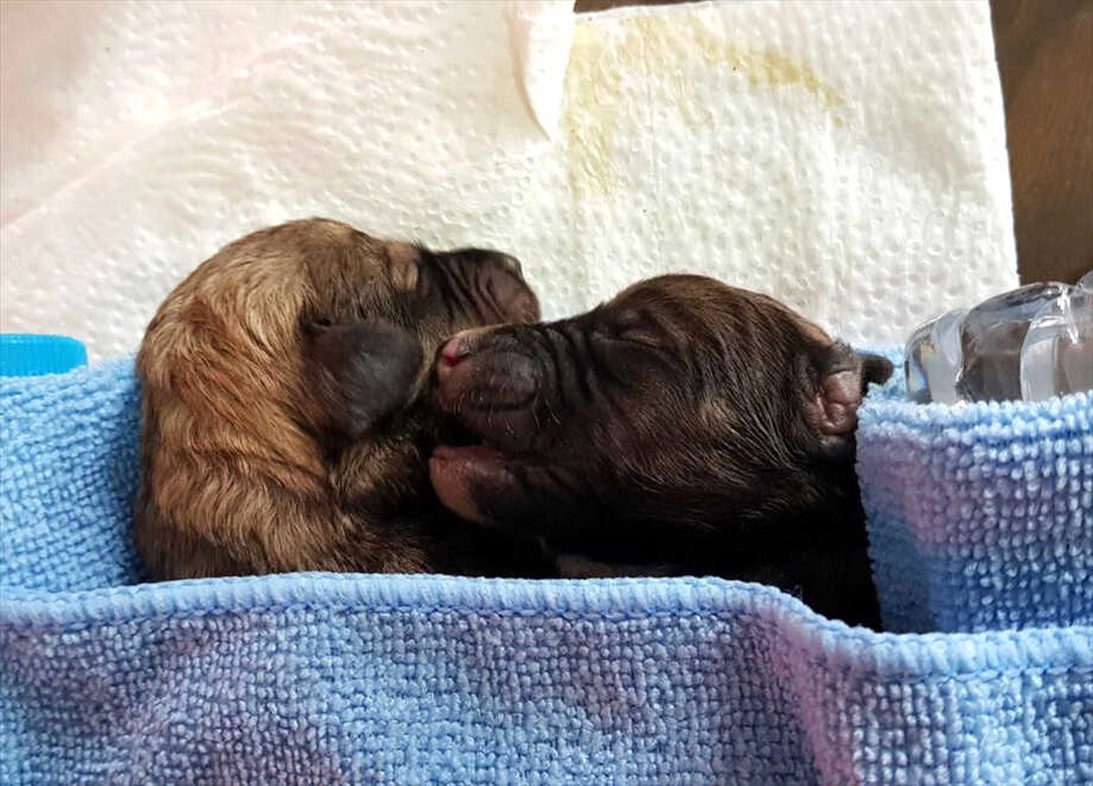 Bayburt\'ta İki Yavru Köpek Koruma Altına Alındı