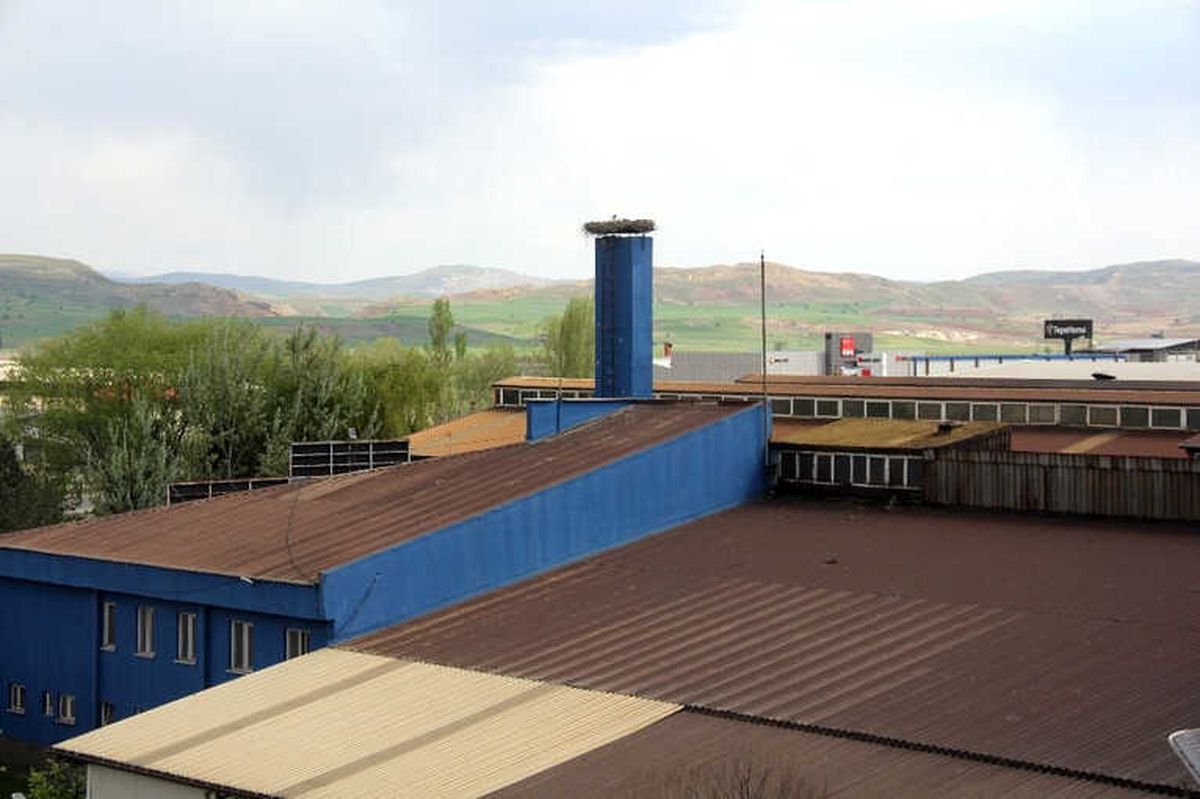 Bir Leylek İçin Üretim Durdu