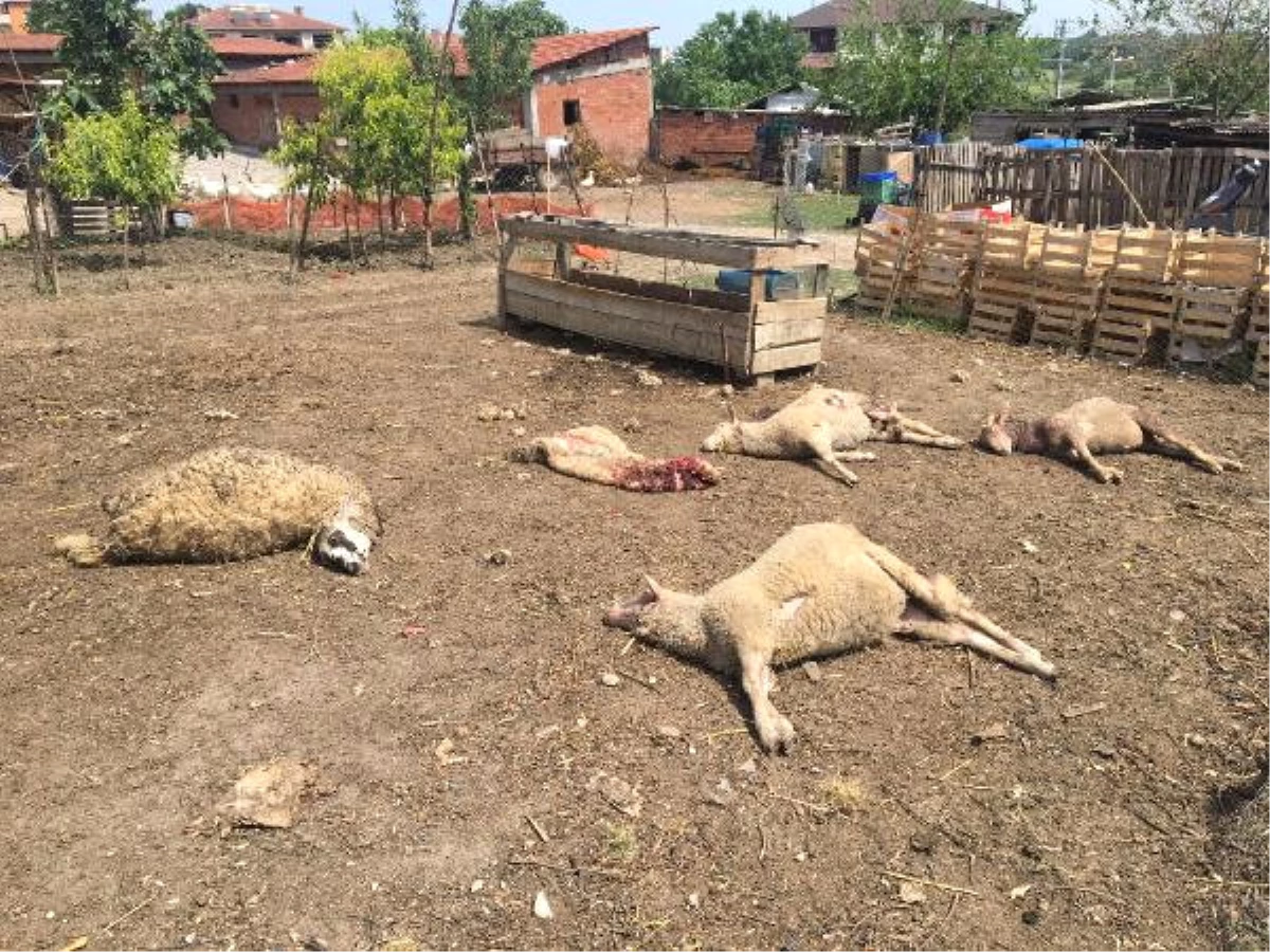 Bursa\'da Köpeklerin Saldırdığı 5 Koyun Telef Oldu