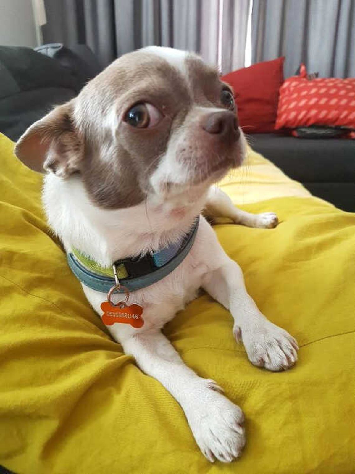 Ev Sahibini Darp Edip Ukrayna\'dan 8 Bin Liraya Getirilen Köpeği Çaldılar