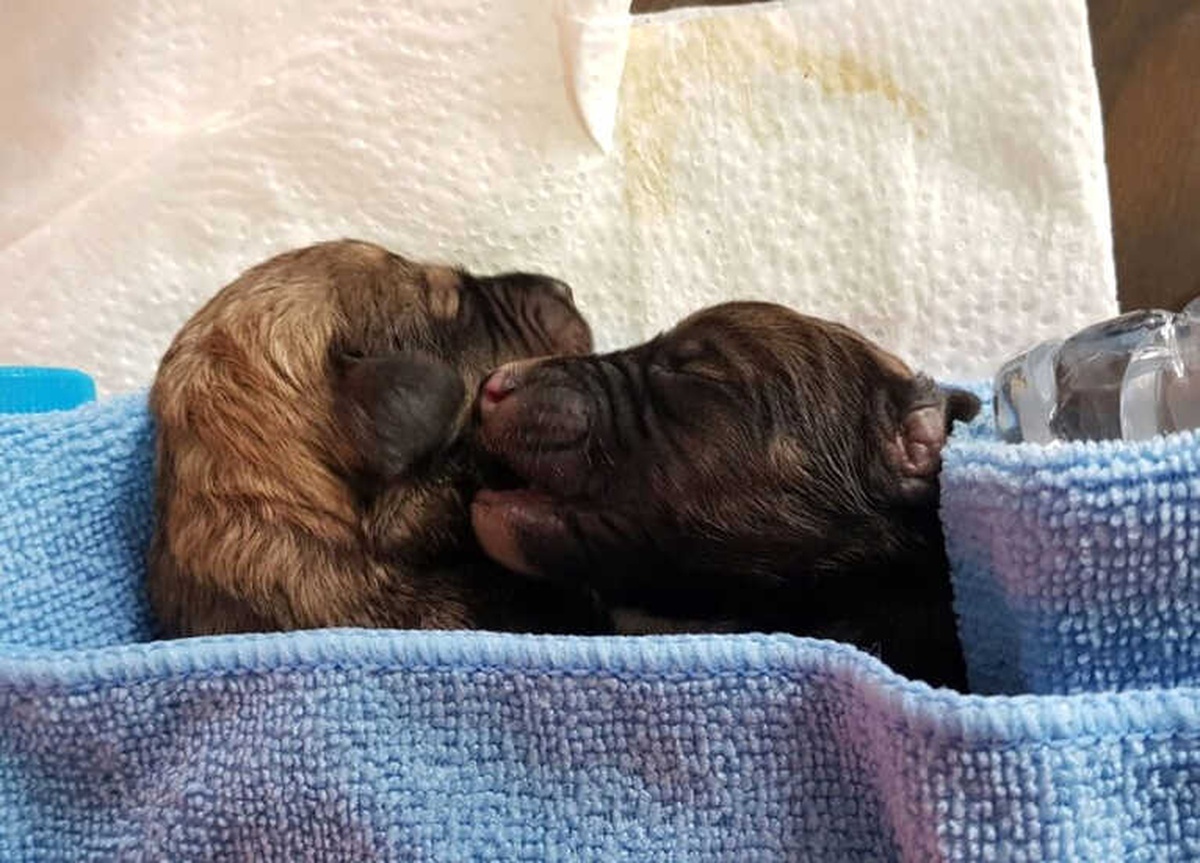 İki Yavru Köpek Korumaya Alındı