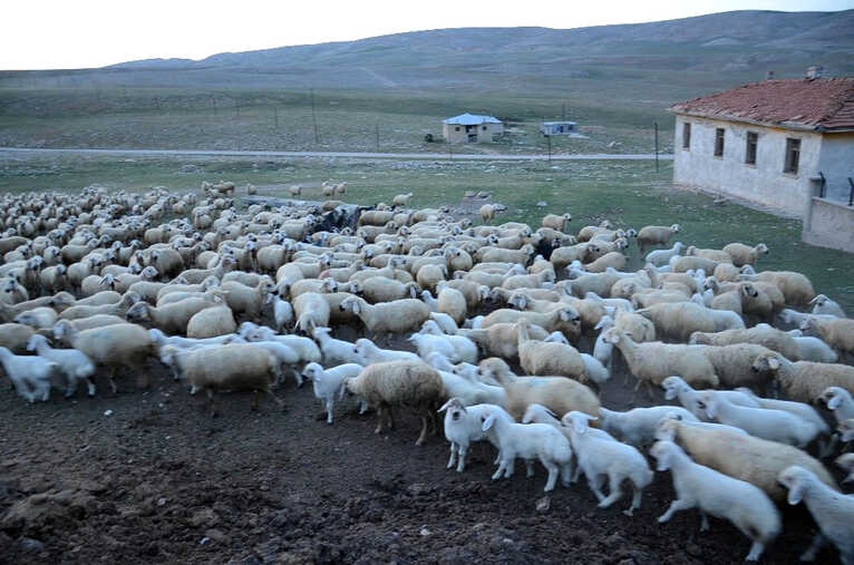 Kuzuların Koyunlara Kavuşma Anı Renkli Görüntüler Oluşturdu