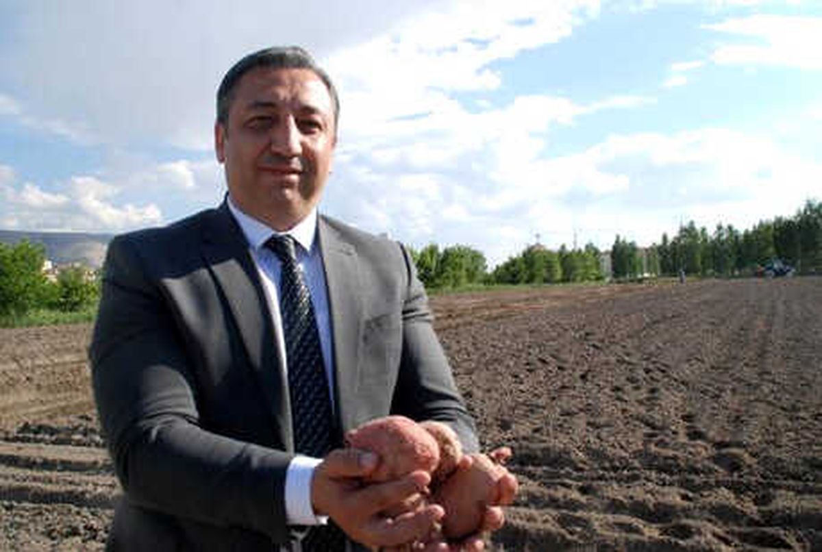Niğde\'de 10 Bin Adet Yerli Patates Çeşidi Dikildi
