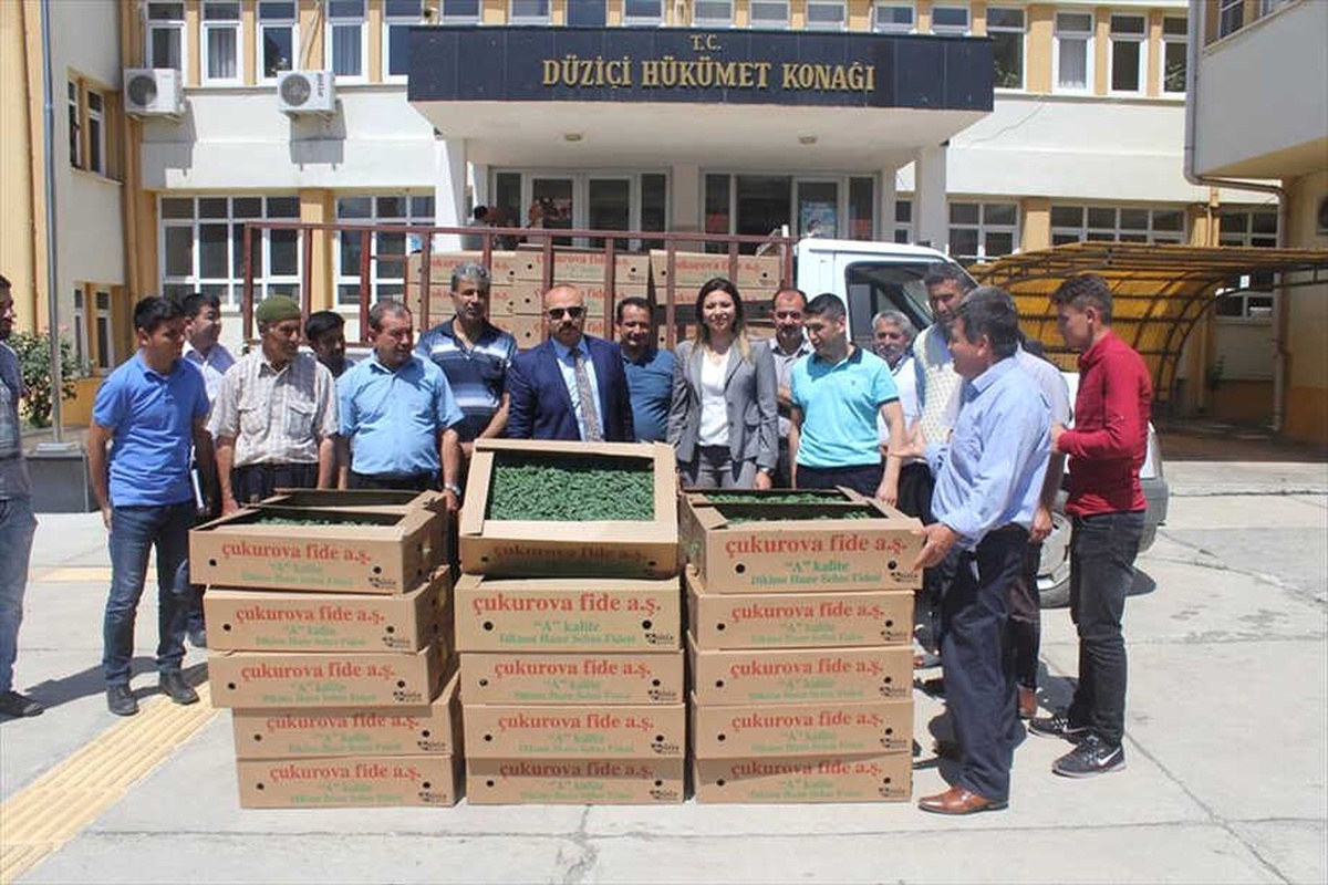 Düziçi\'nde 75 Bin Domates Fidesi Dağıtıldı