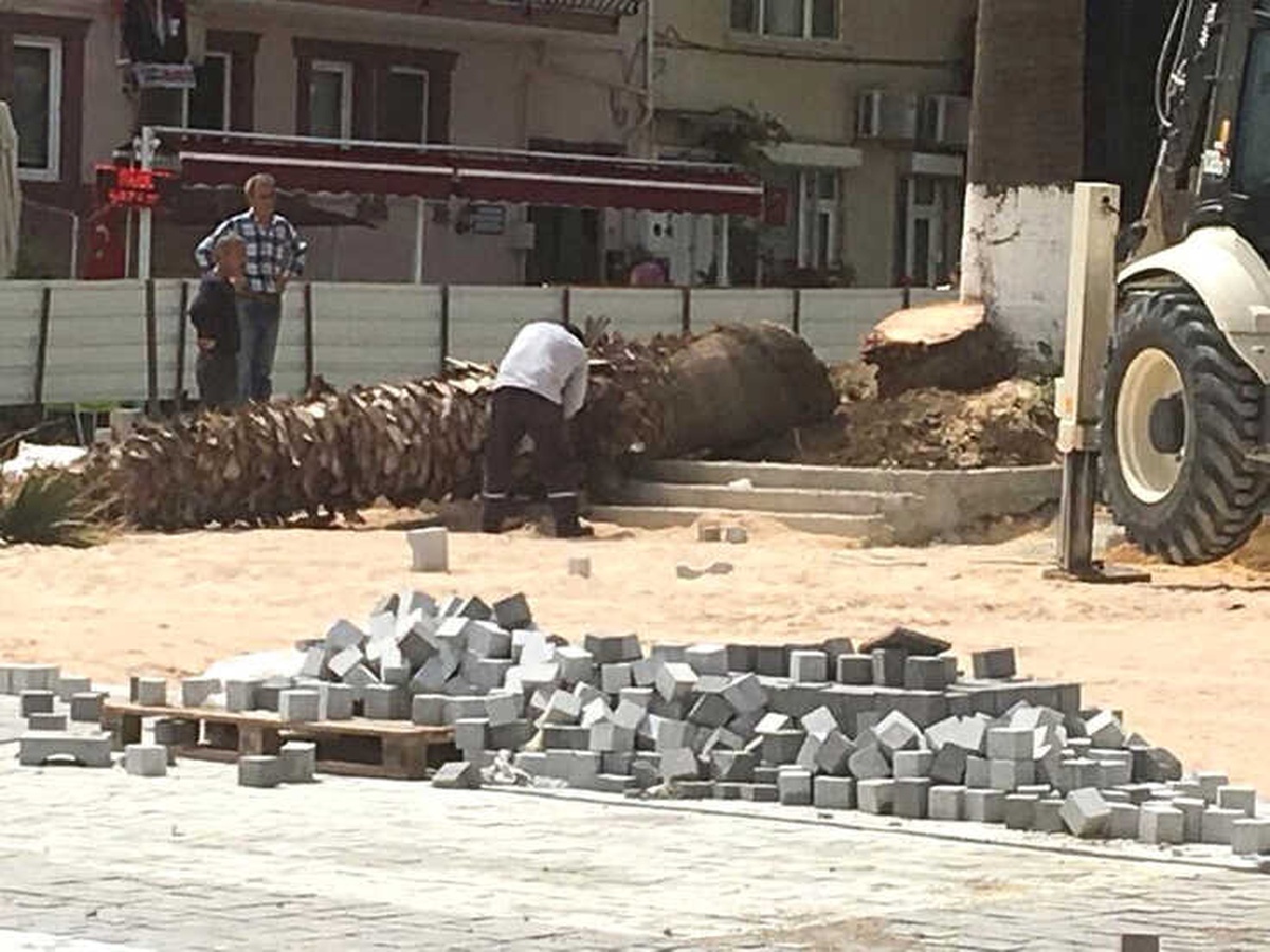 Mudanya\'da Kesilen Ağaçlar Ortalığı Karıştırdı...
