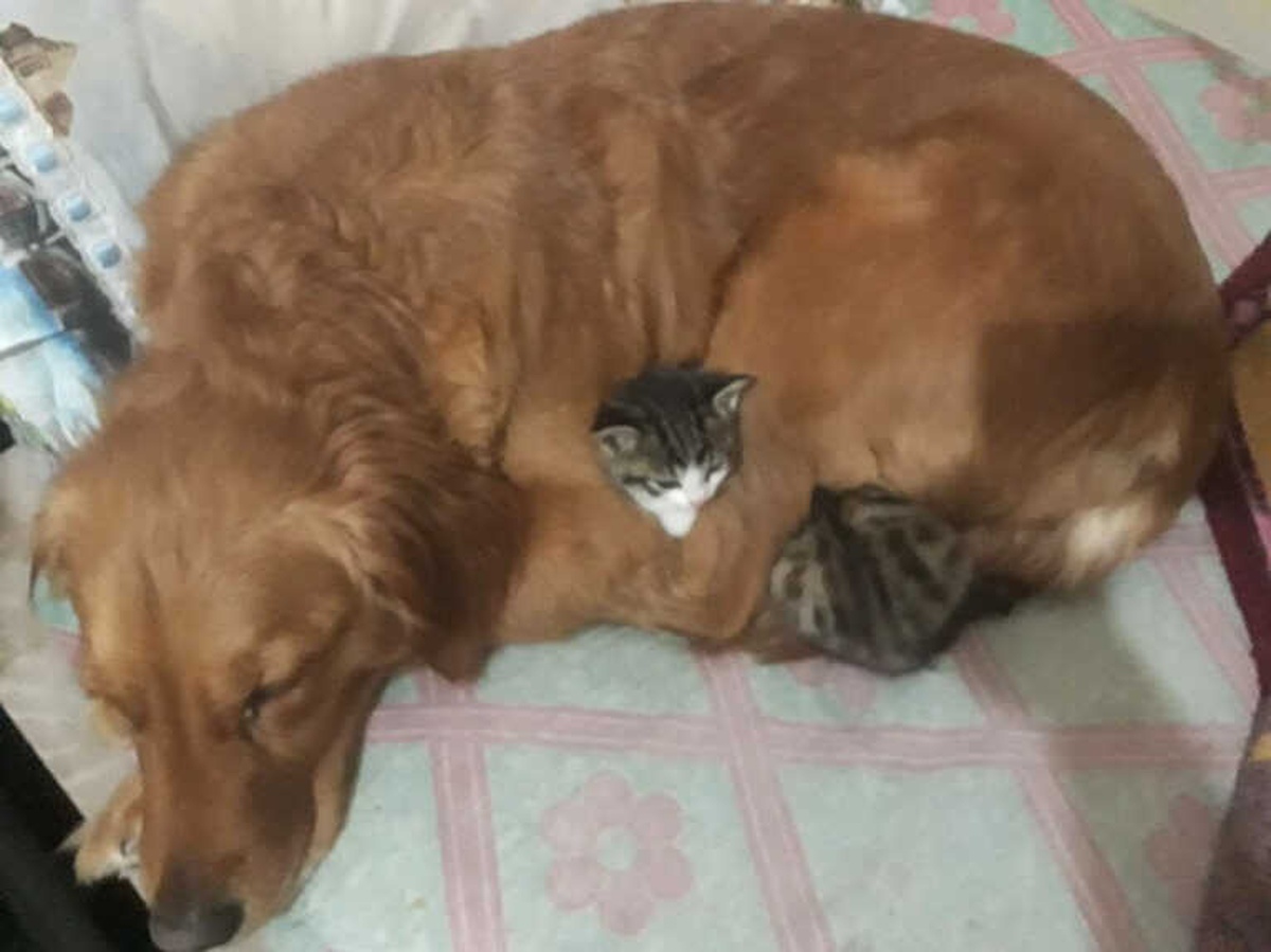 Poşetle Çöpe Atılan 3 Kedi Yavrusuna Bir Köpek Annelik Yapıyor