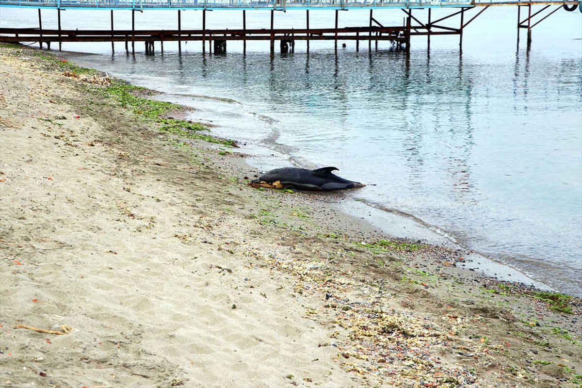 Tekirdağ\'da Ölü Yunus Kıyıya Vurdu