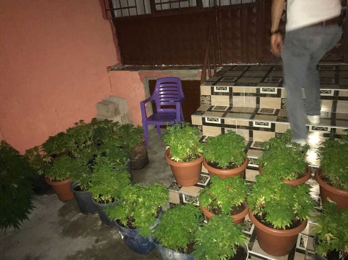 Çiçek Saksısında Kenevir Yetiştirdi