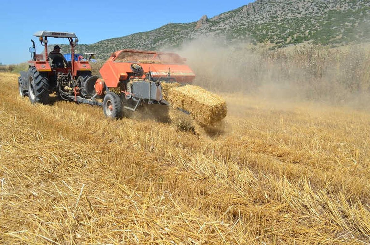 Çukurova\'da Saman Balyalama Mesaisi Başladı