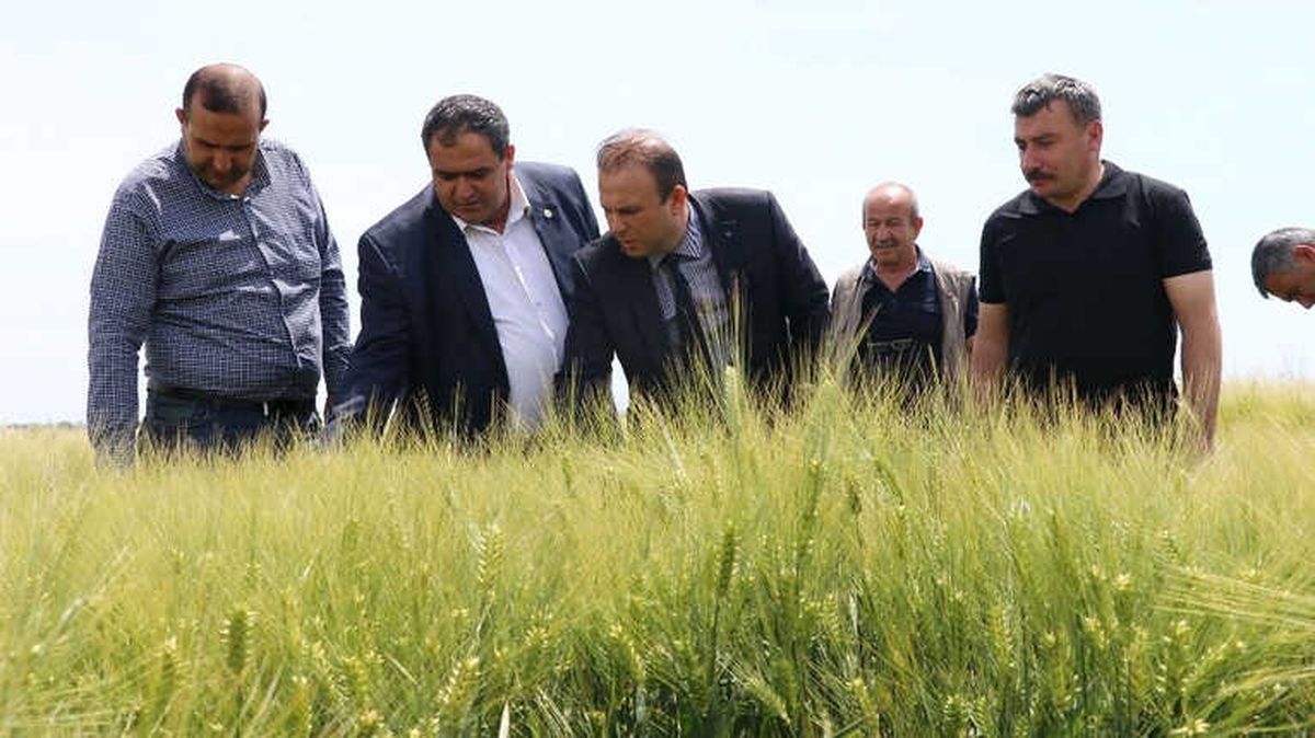 Ekili Arazilerde Süneyle Mücadele Çalışmaları Başladı