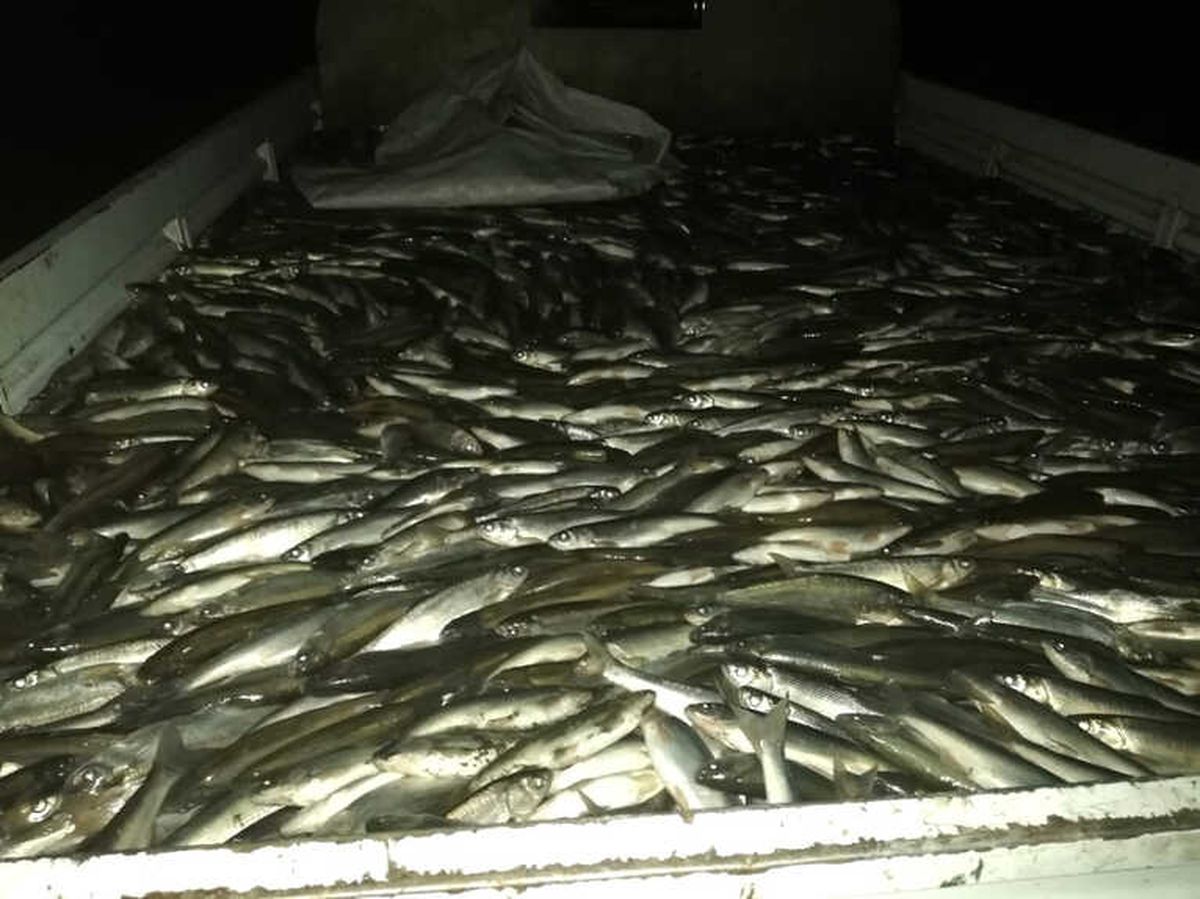 Ercişte 3,5 Ton İnci Kefali Ele Geçirildi