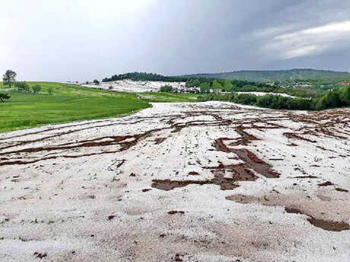 Kastamonu Taşköprü\'de Dolu Yağışı Sarımsak Tarlalarına Zarar Verdi