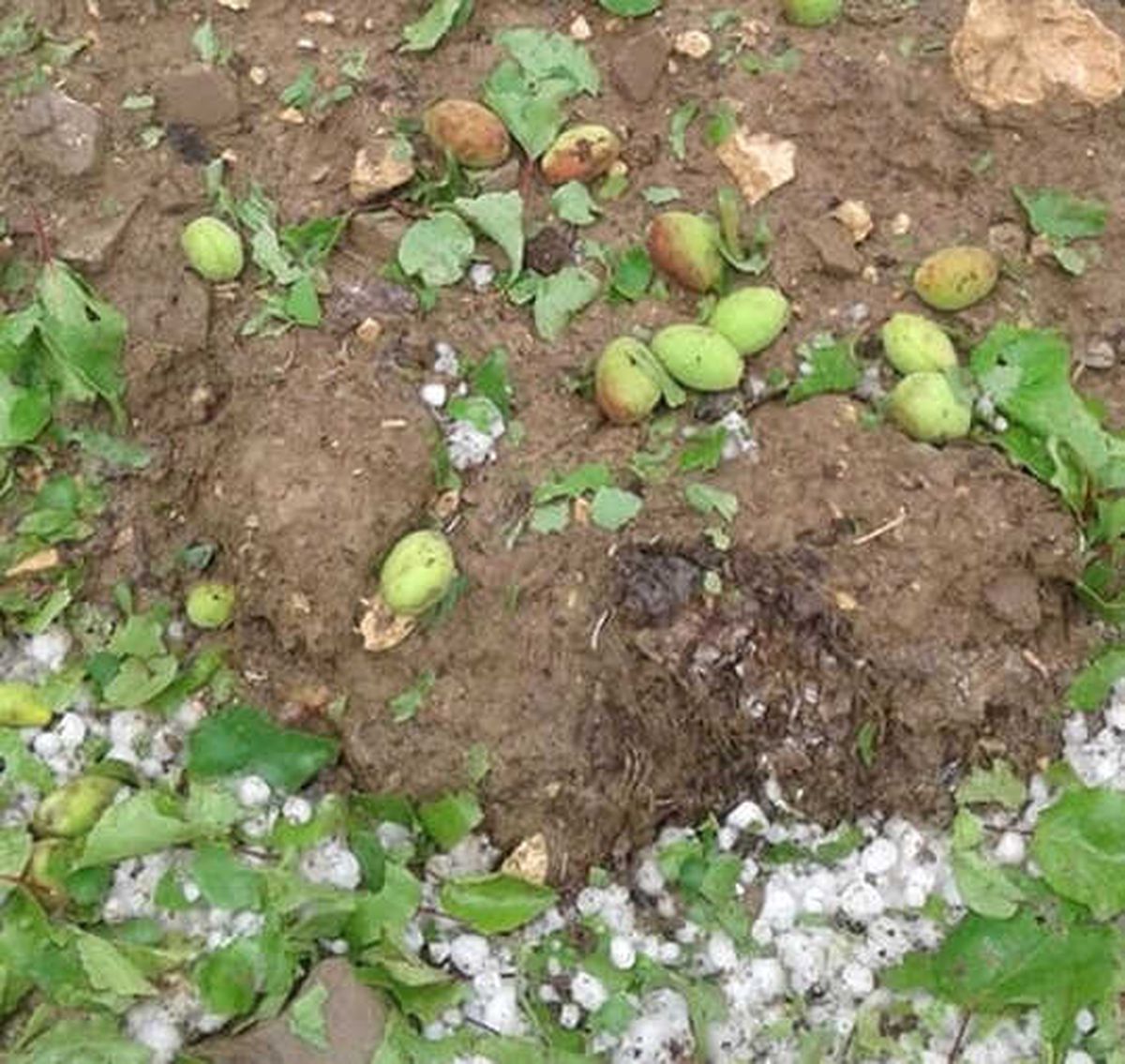 Malatya\'da Kayısıyı Dolu Vurdu