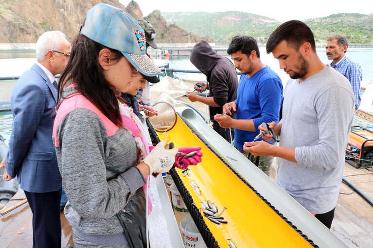 Okul Harçlıkları İçin Günde 50 Bin Alabalığı Aşılıyorlar
