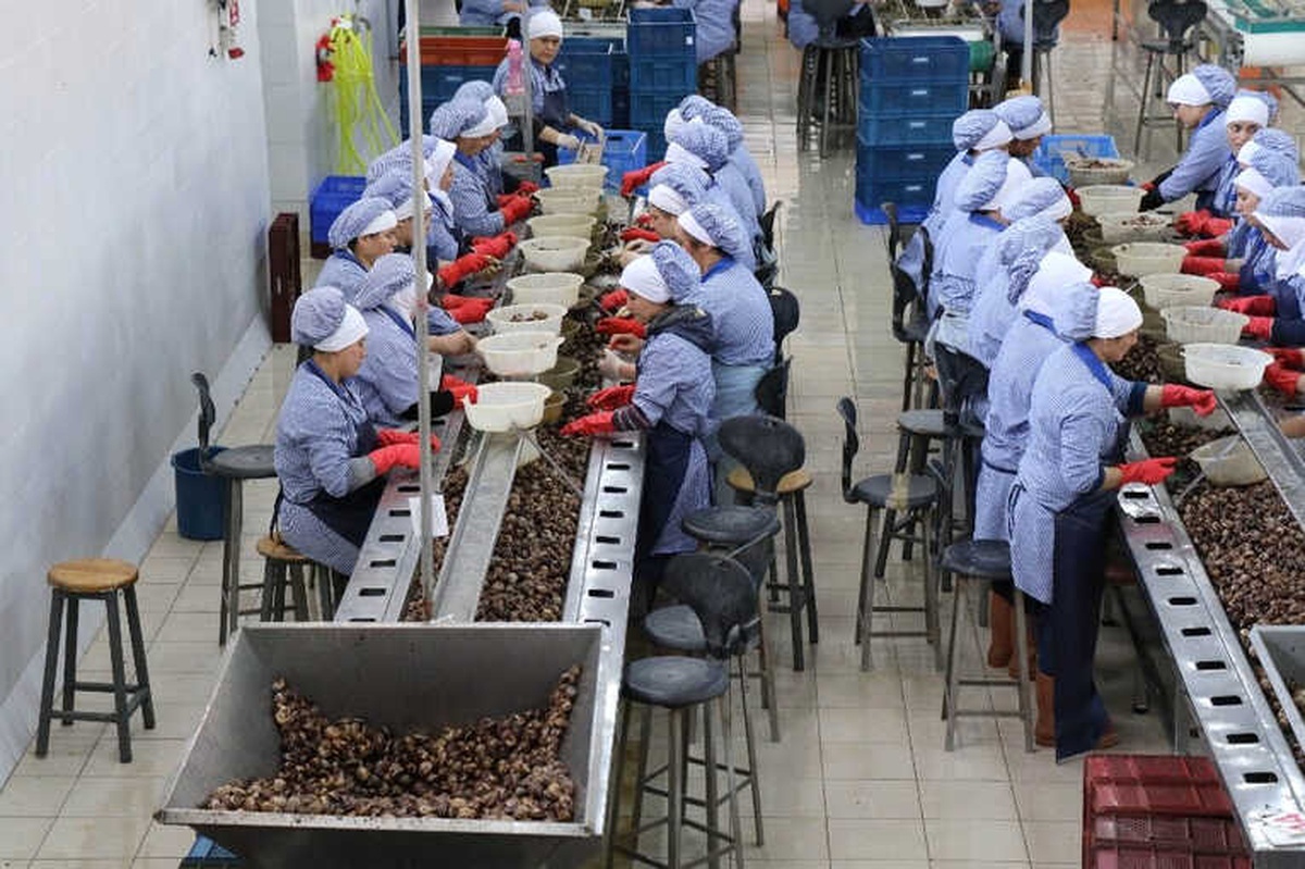 Zonguldak\'tan Avrupa\'ya Yılda Bin 200 Ton Salyangoz İhraç Ediyorlar