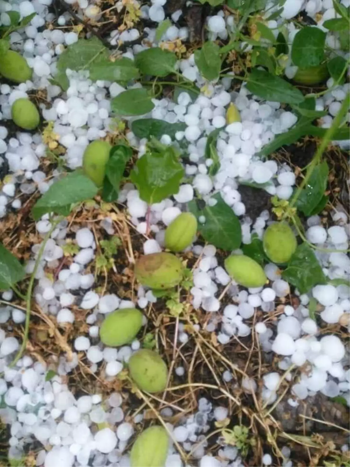 Dolu Ağaçlarda Meyve Bırakmadı