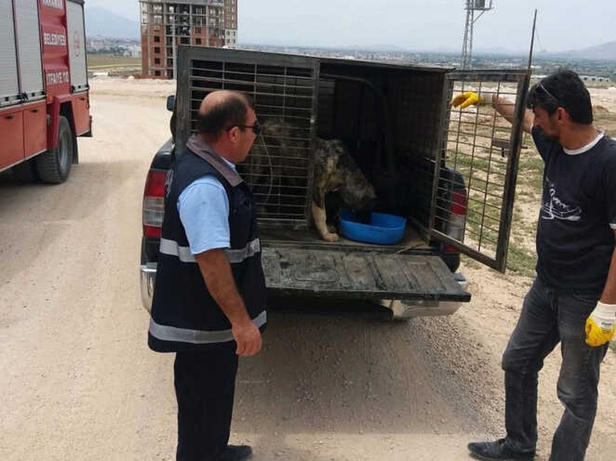 Girdiği Menfezde Mahsur Kalan Yaralı Köpeği İtfaiye Kurtardı