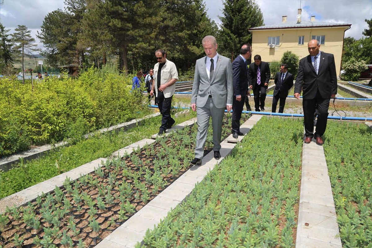 Sivas\'ta Hedef 100 Milyon Fidan