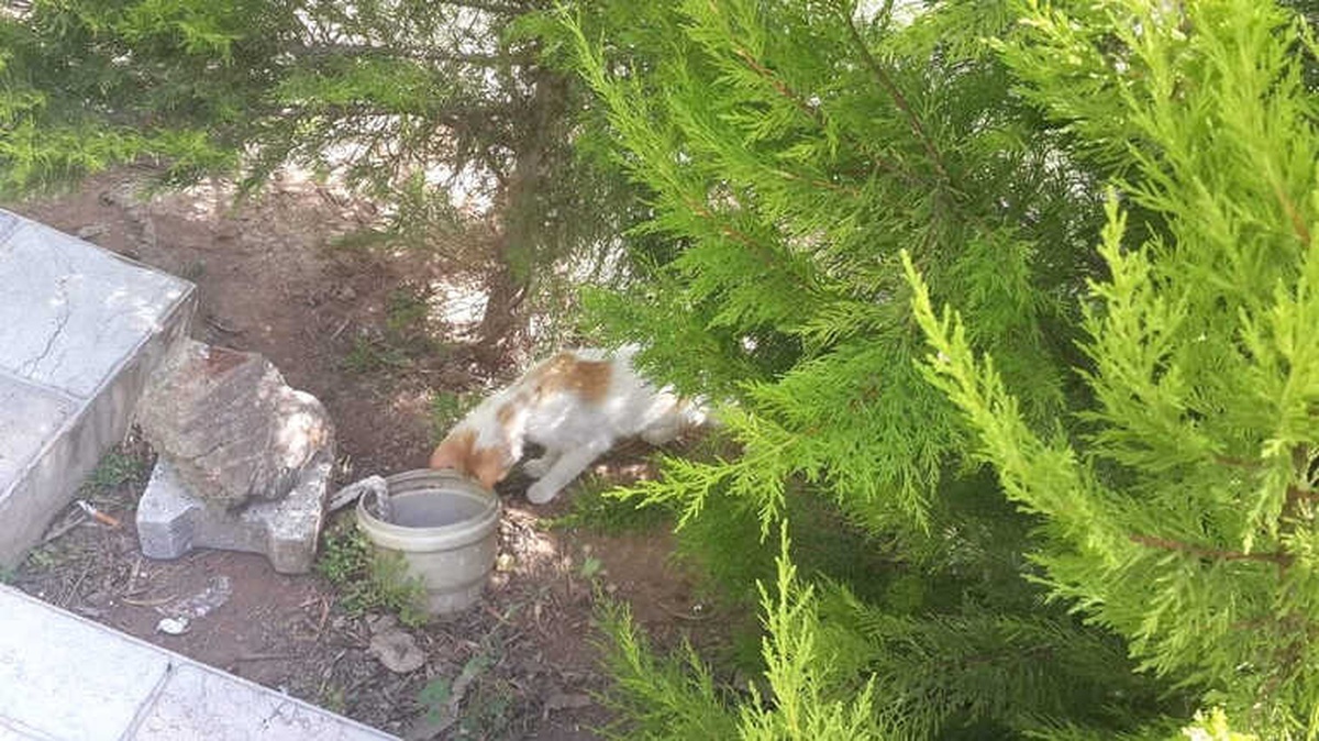 Yavrusu Foseptik Borusuna Düşen Anne Kedinin Çaresizliği Yürek Sızlattı