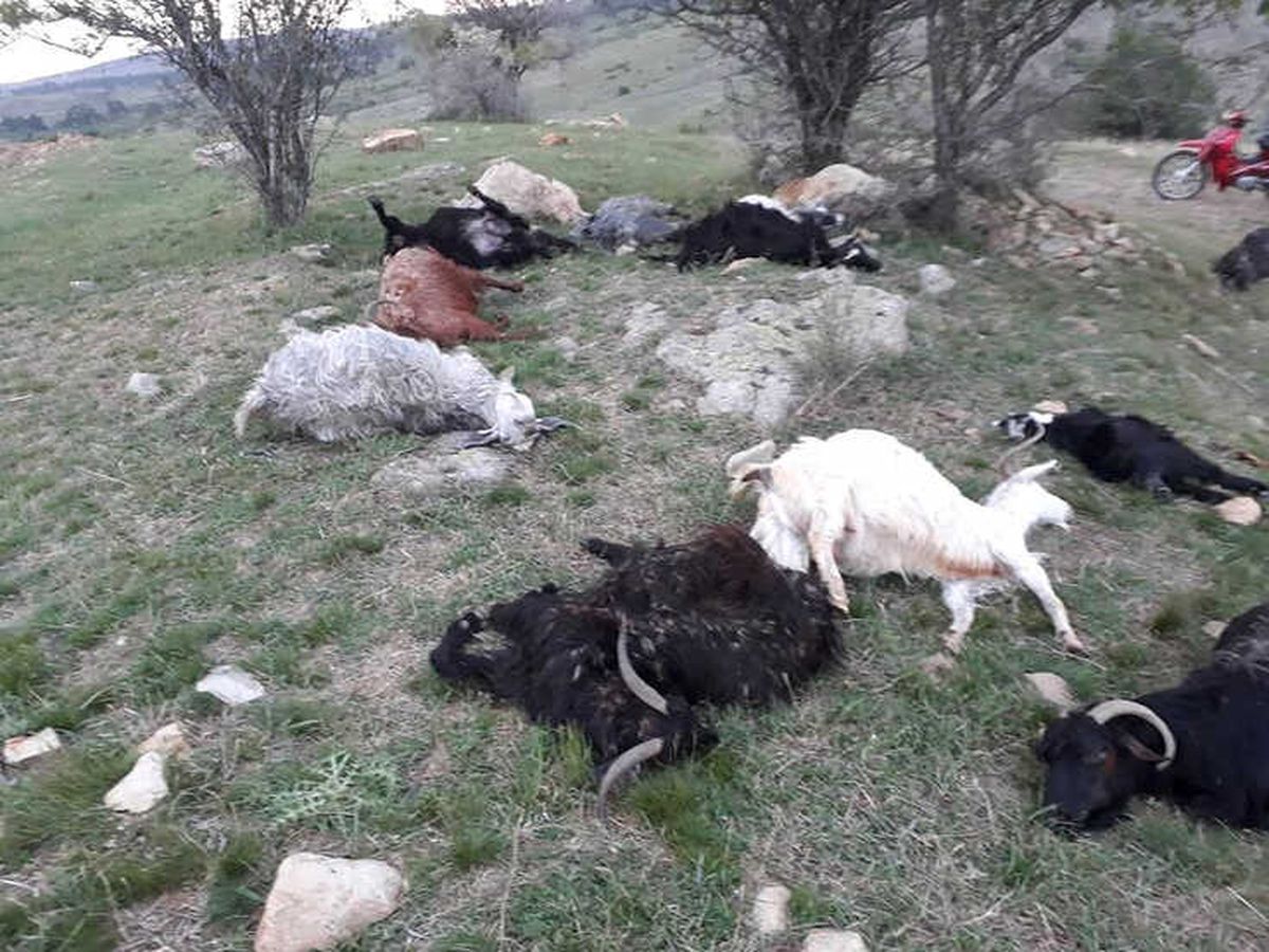 Yıldırım Düştü 29 Küçükbaş Hayvan Telef Oldu