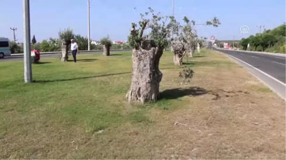 Zeytin Ağaçları Yeniden Hayat Buluyor