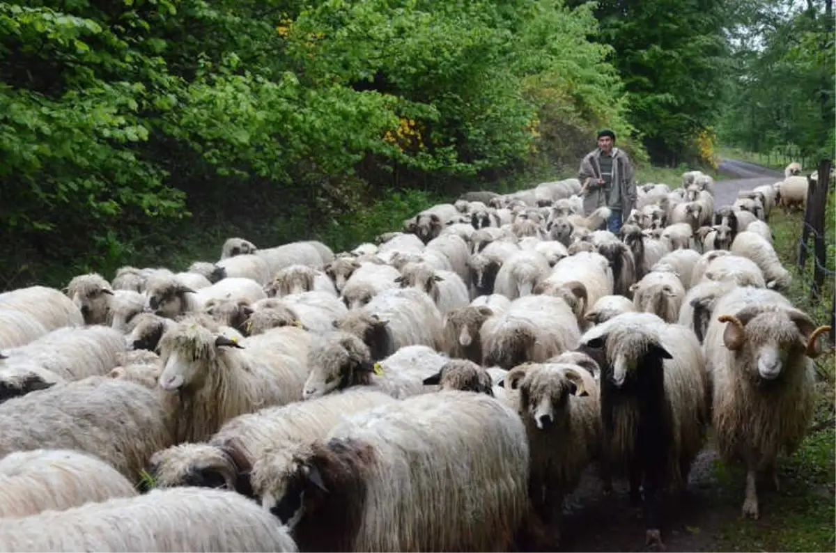 Doğu Karadeniz\'de Yayla Göçü Sürüyor