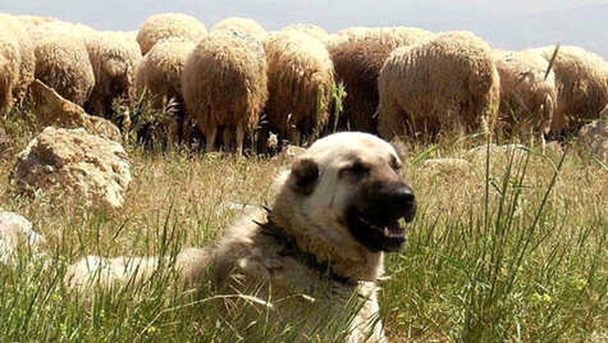 Fransızların İmdadına Kangallar Yetişti