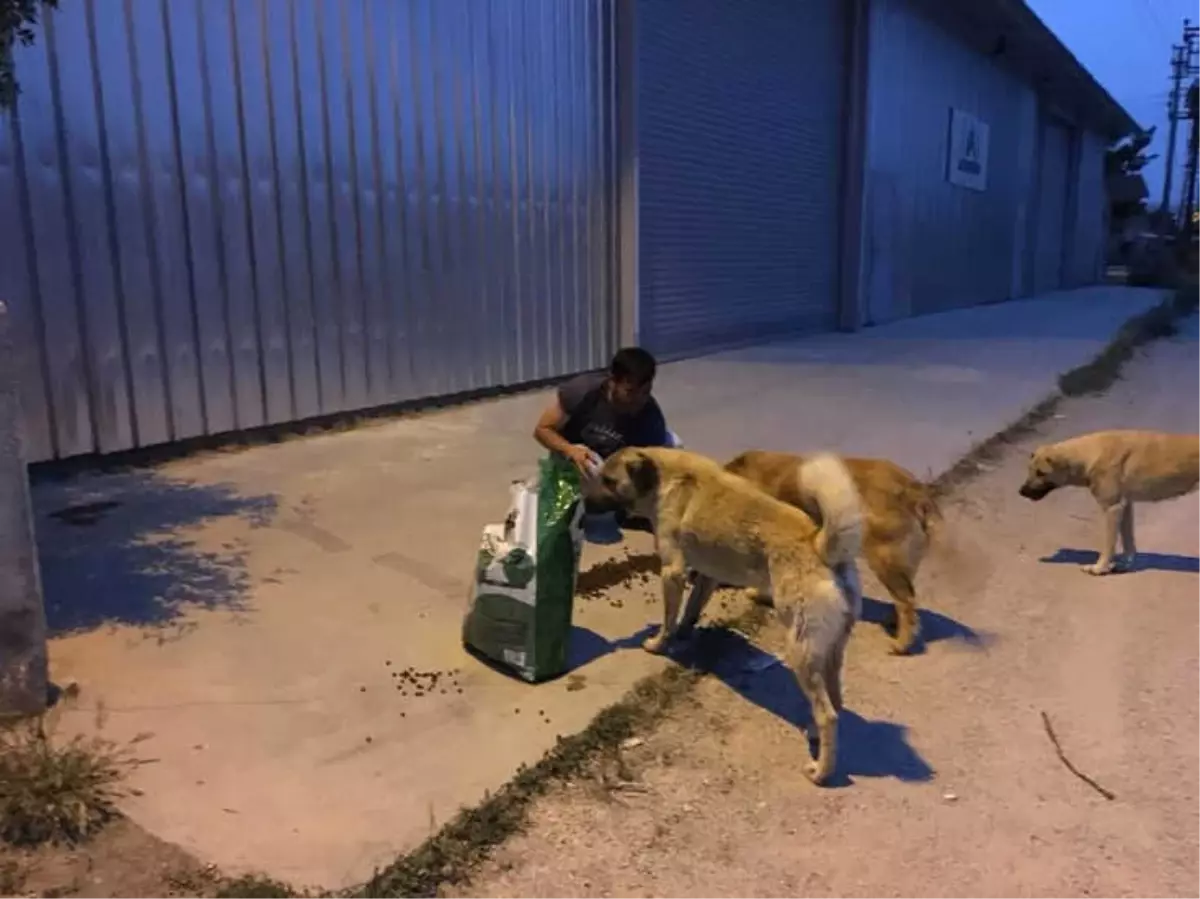 Herkes İftar Yaparken Onlar Sokak Hayvanlarını Besliyor