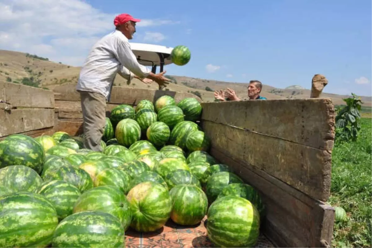 Karpuz İhracatı Çiftçinin Yüzünü Güldürdü