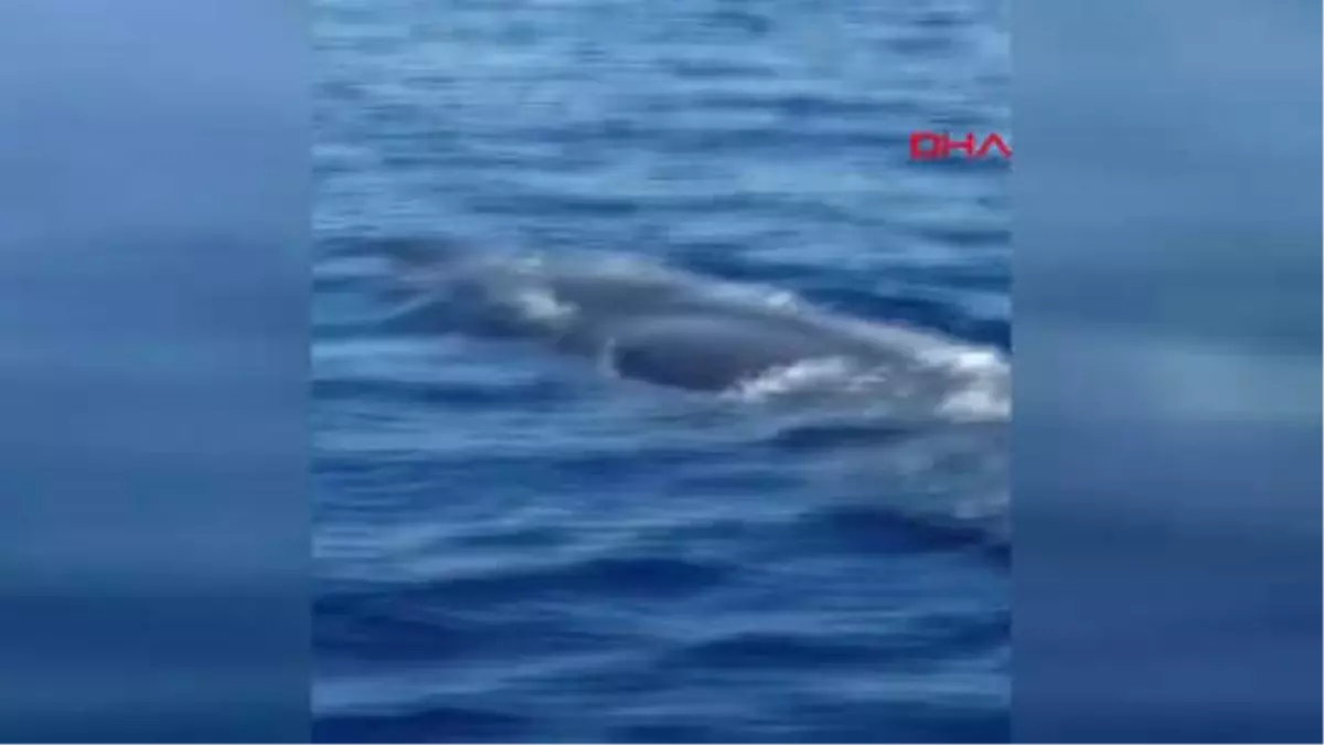 Muğla Fethiye Açıklarında Balina Görüntülendi