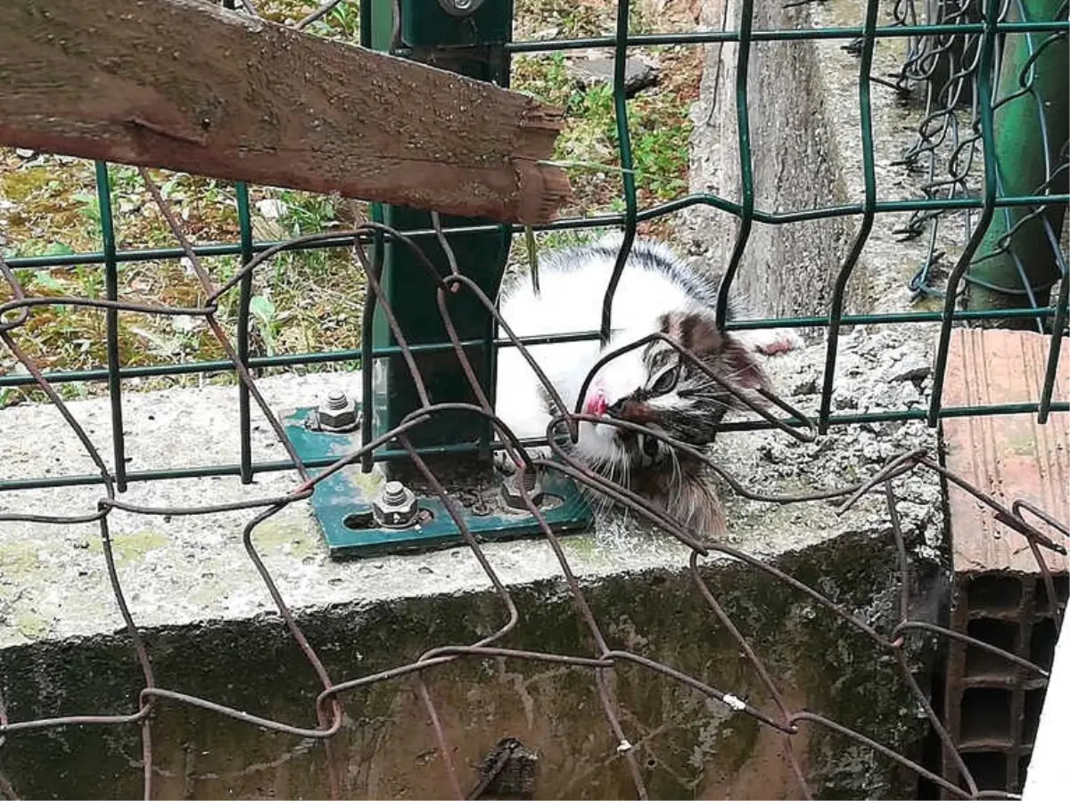 Kafası Tellere Sıkışan Yavru Kediyi İtfaiye Kurtardı