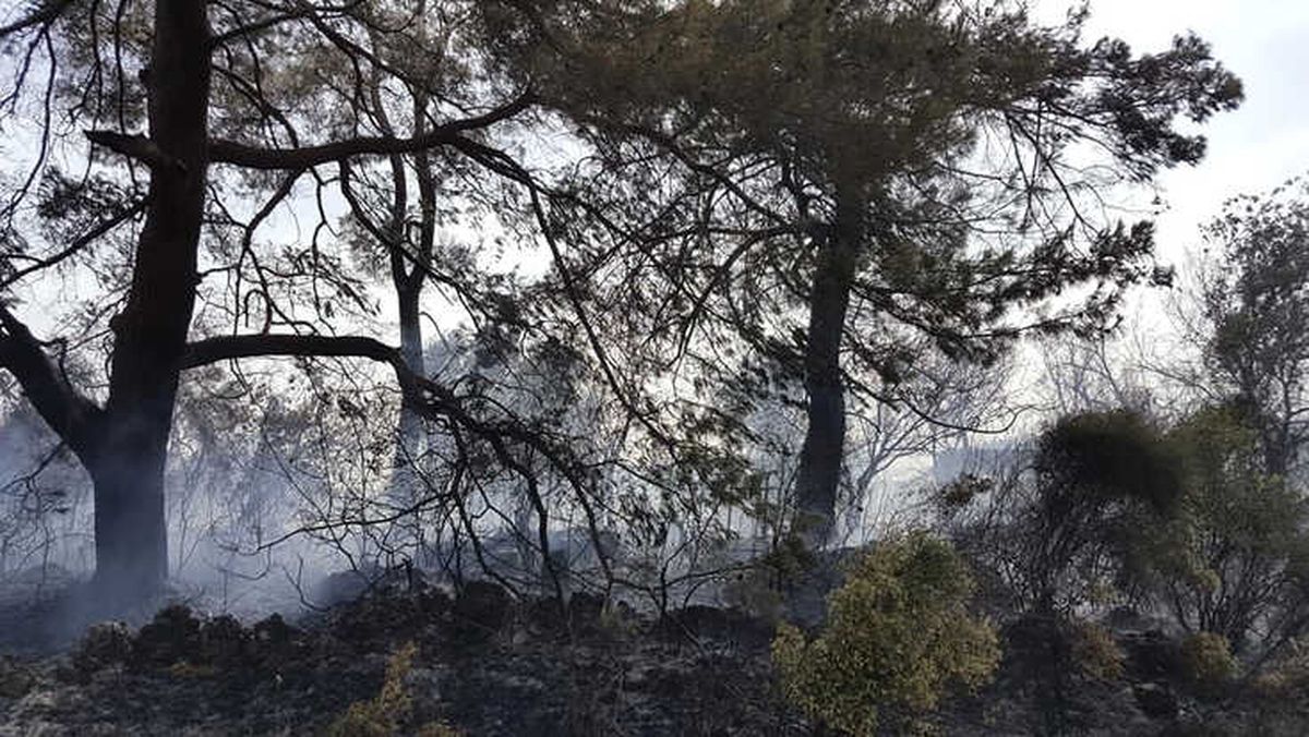 Antalya Orman Yangını Seralara Sıçramadan Söndürüldü