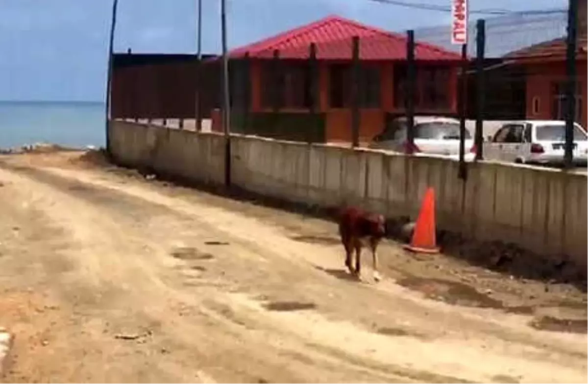 Denize Düşen Köpeği Kurtardılar