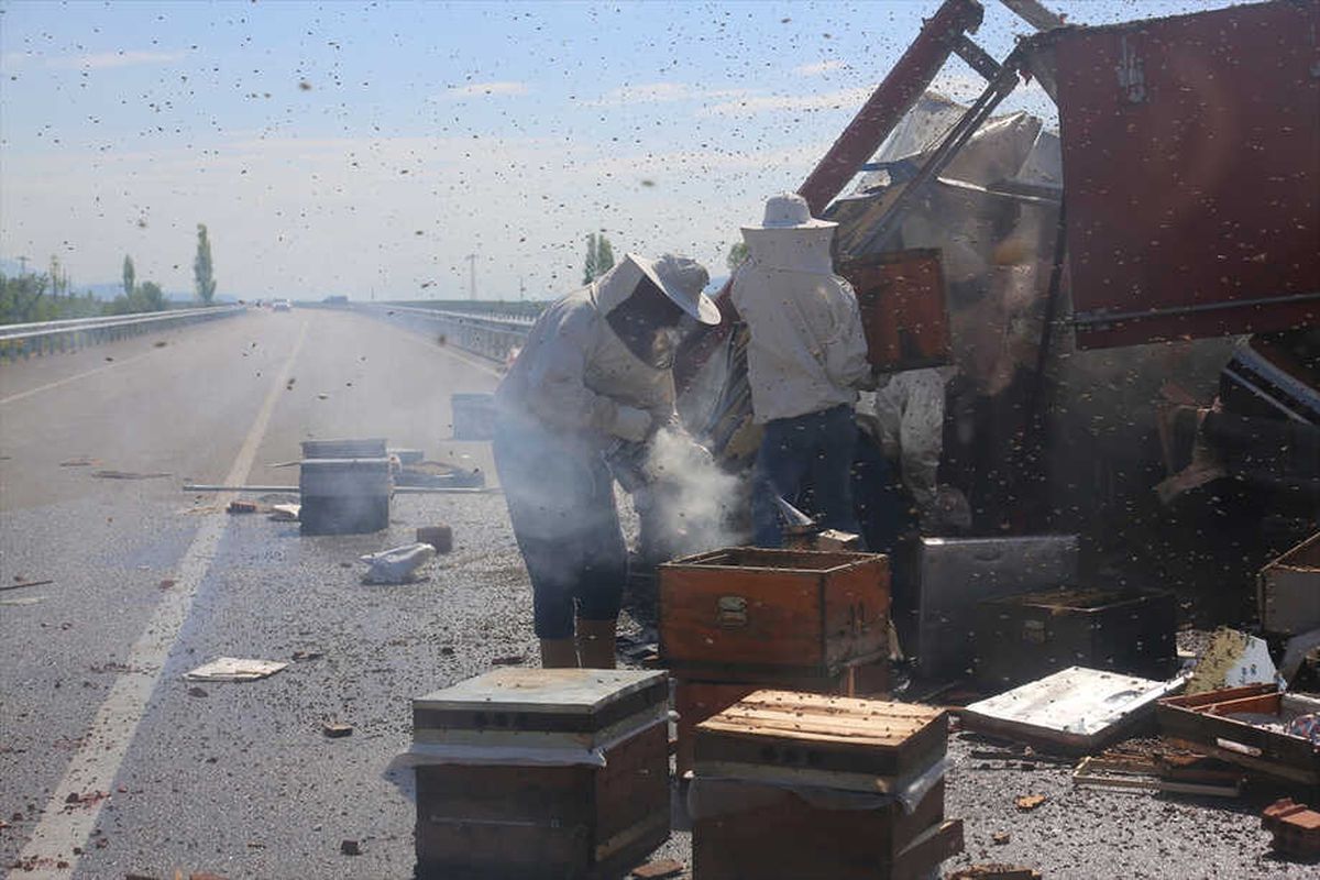 Devrilen Tırdaki Arı Kovanları Karayoluna Saçıldı