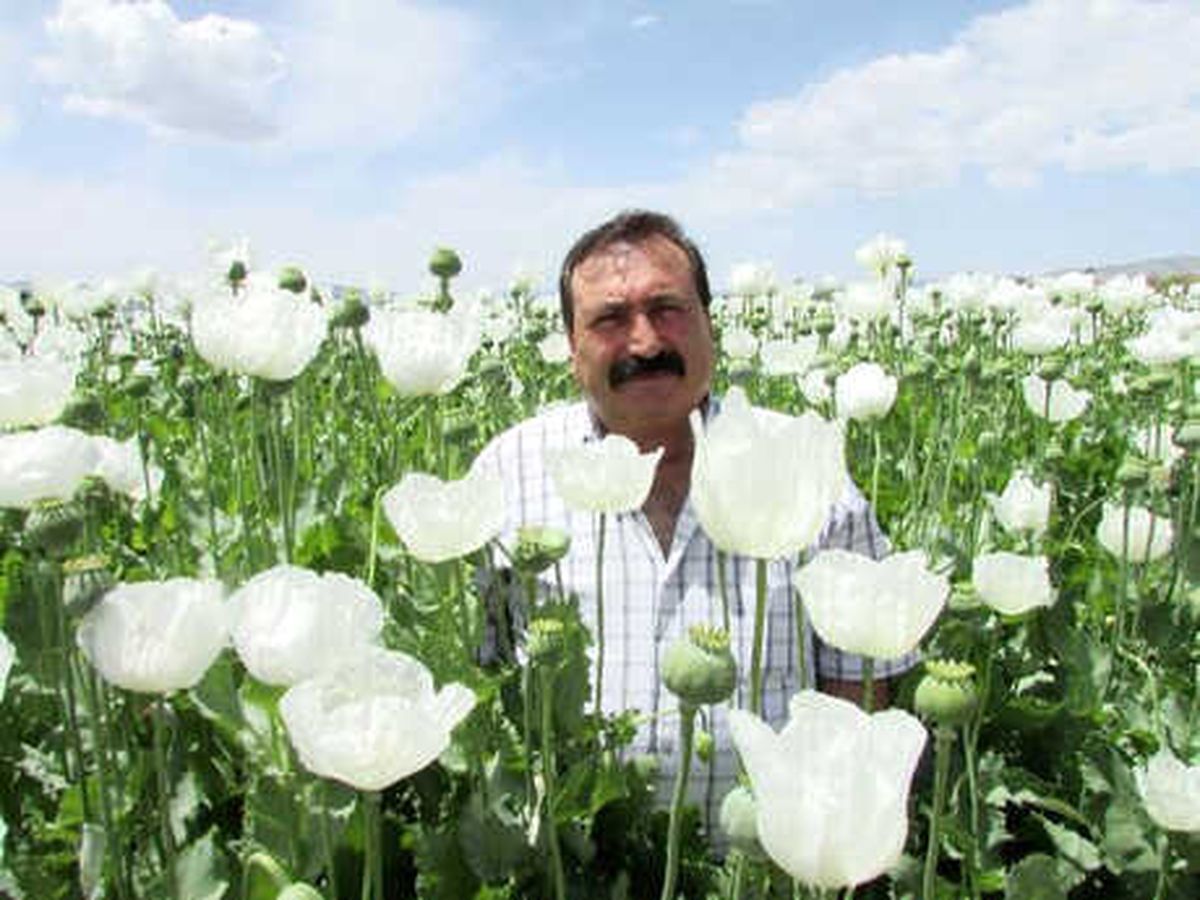 Haşhaş Tarlaları Tablo Gibi