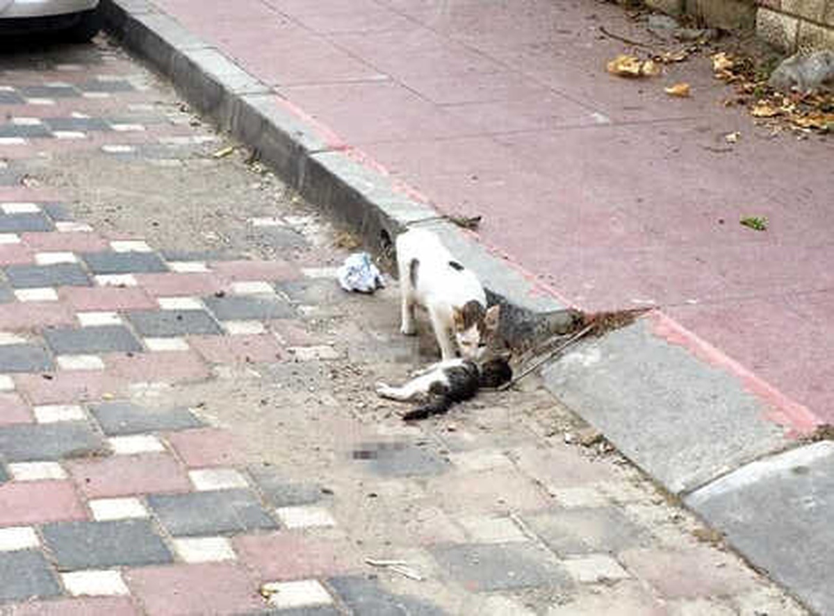 Anne Kedi, Ölen Yavrusunun Başından Saatlerce Ayrılmadı