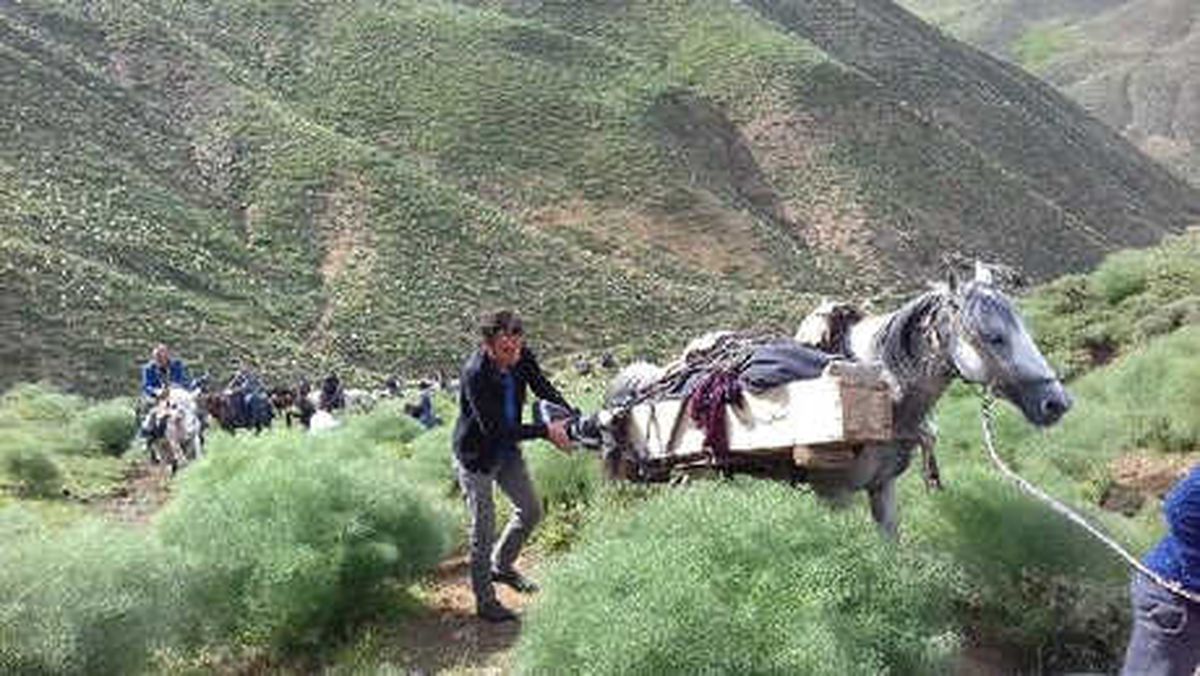 Bitlis\'te Koyunlarını Otlatırken Yıldırım Çarpan Genç Öldü