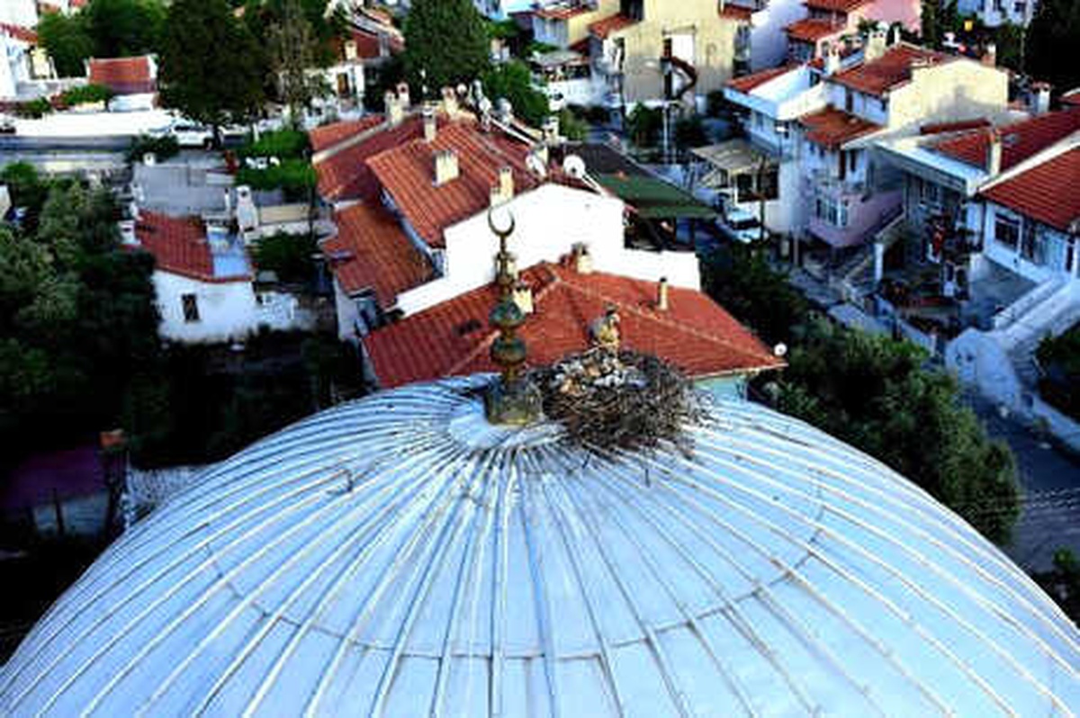 Cami Kubbesindeki Leylek ve Yavrularına İlgi