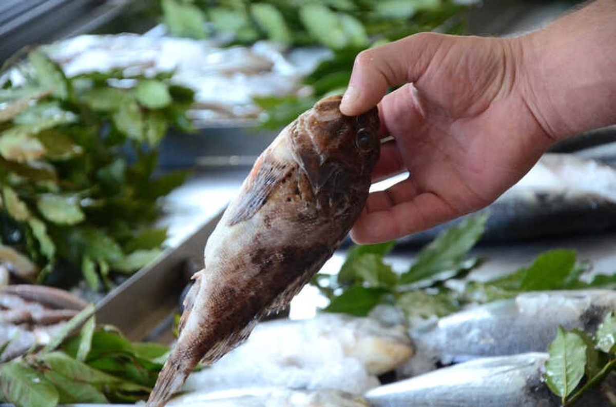 Dışı Zehirli, İçi Lezzetli Balık: İskorpit