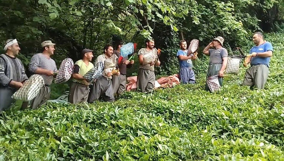 Gürcü Çay İşçileri Çay Toplamayı Eğlenceye Dönüştürdü