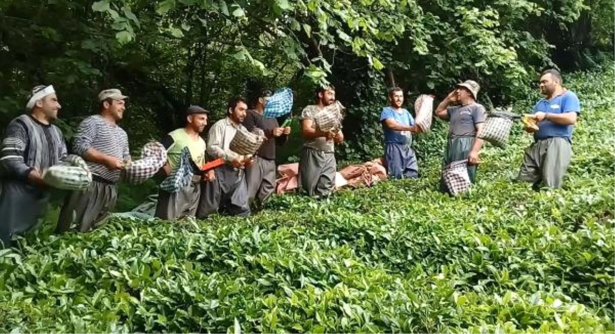 Gürcü İşçilerin Çay Toplama Görüntüleri İlgi Gördü