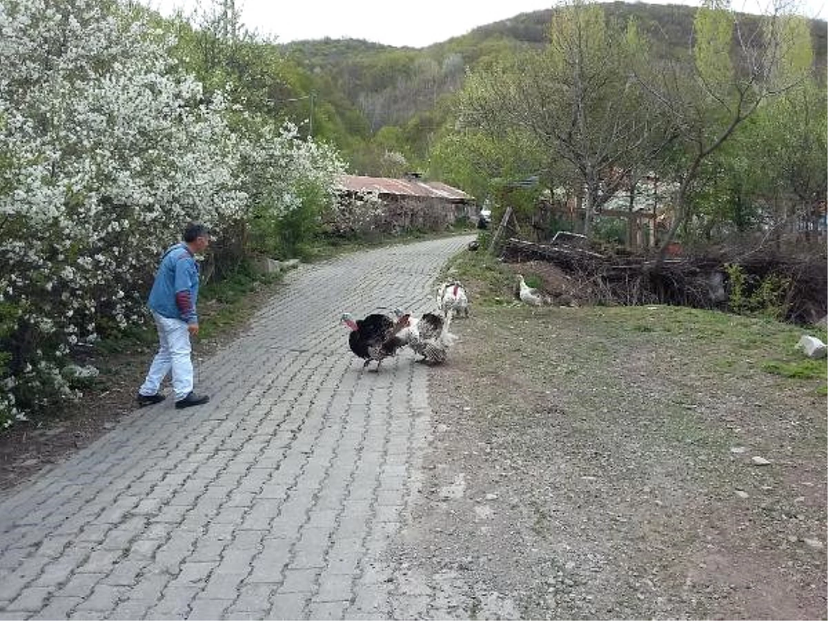 Sayaç Okuma Görevlisi Hindilerin Saldırısına Uğradı