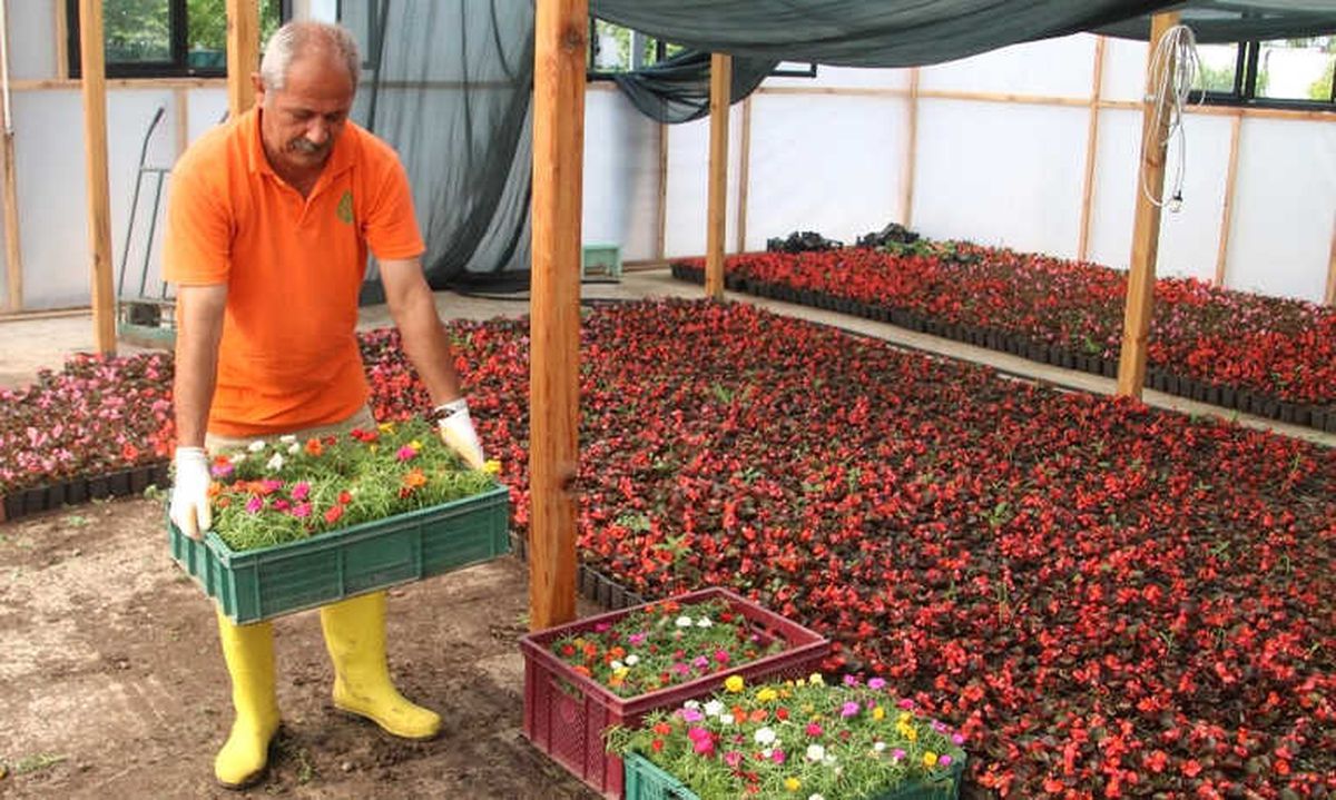 Çankaya Belediyesi 600 Bin Yazlık Çiçek Üretecek