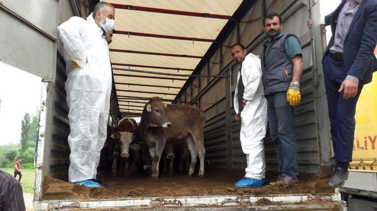 Çaycuma\'da 198 Düve Dağıtıldı