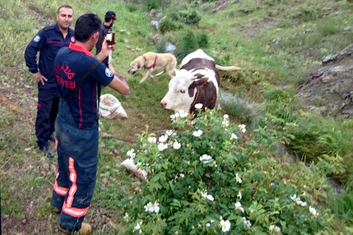 Dere Yatağında Mahsur Kalan Hamile İneği İtfaiye Kurtardı