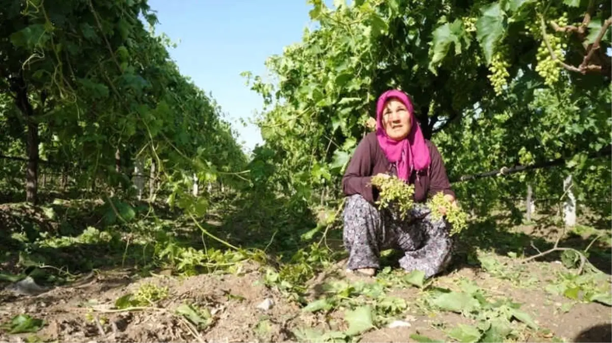 Manisa\'daki Dolu Yağışı Üzüm Bağlarına Zarar Verdi