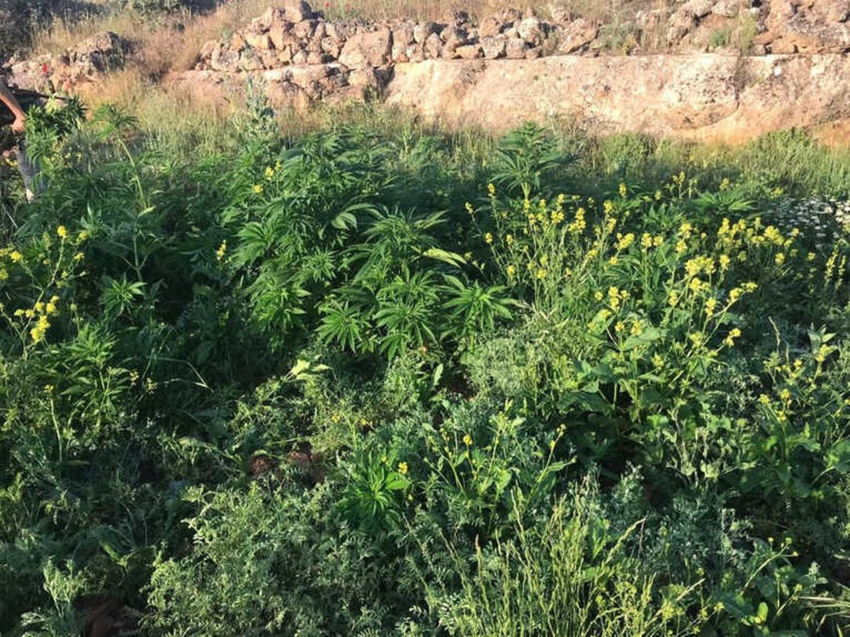 Midyat\'ta Bin 264 Kök Kenevir Ele Geçirildi