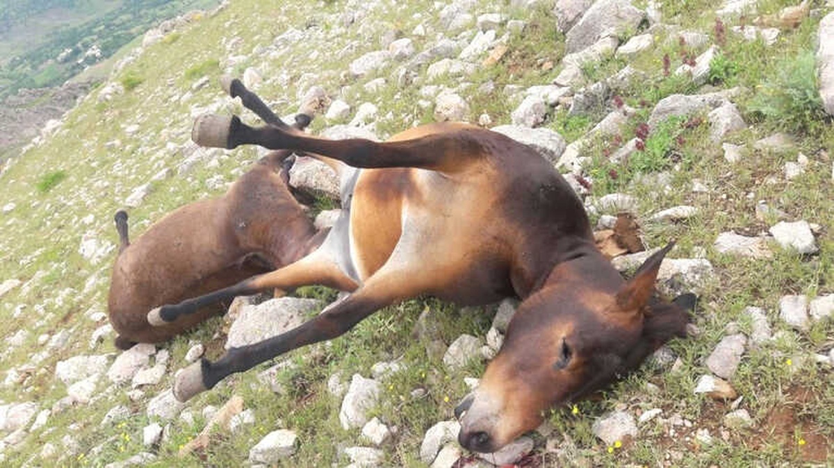 Sason\'da Yıldırımın İsabet Ettiği İki Katır Telef Oldu