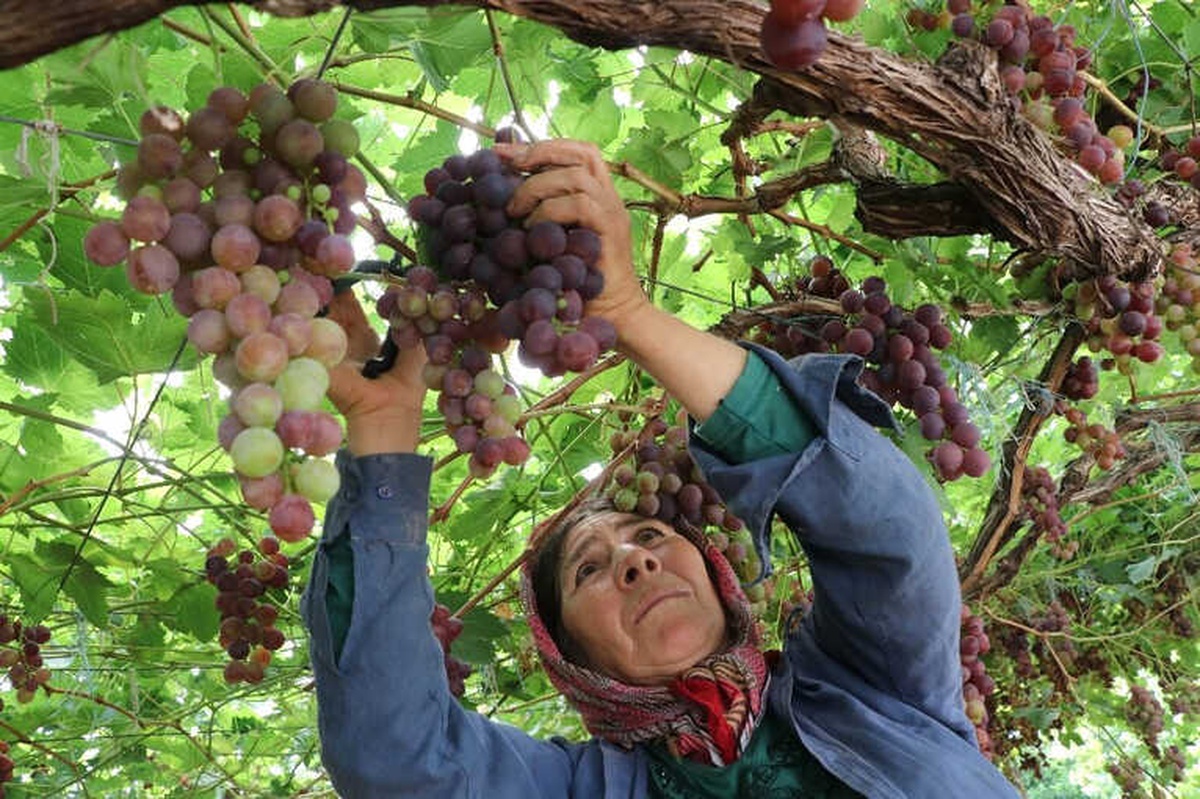 Yılın İlk Üzüm Hasadı Üreticiyi Memnun Etti